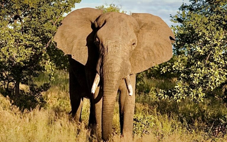 Victory! Belgium Announces A Ban On Trophy Hunting Imports To Protect & Save Endangered Species