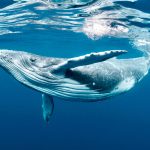 A Baby Humpback Whale Plays Near the Surface in Blue Water