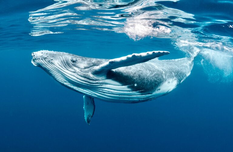 Plans To Protect Pacific Humpback Whales From Deadly Entanglements Finally Put In Place Following Major Court Win