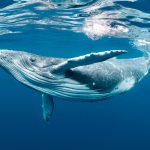 A Baby Humpback Whale Plays Near the Surface in Blue Water