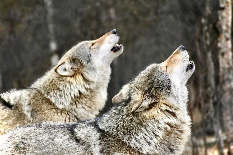 Anti-Wildlife Politicians Attack Protections Of The Endangered Species Act At The 50th Committee Hearing
