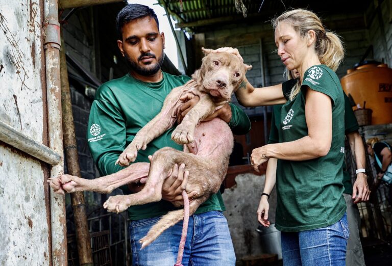 Animals Rescued After Notorious Tomohon Market In Indonesia Officially Bans The Horrific Dog & Cat Meat Trade