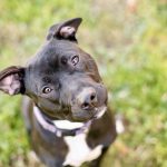 A Pit Bull Terrier mixed breed dog looking up with a head tilt