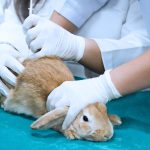 Animal Health care concept. Hand Doctor or Veterinarian are examining and used syringe and injection on Adorable rabbit on green drape in Operating Room and Animal anesthesia before surgery