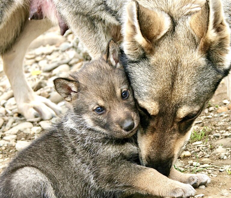 Hopeful News As Four New Wolf Packs Have Been Confirmed In California, Bringing The Total To Eight Wolf Packs In The State