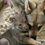 Wild Wolf and her puppies.