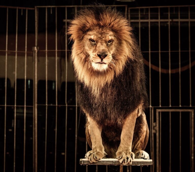 Massachusetts Is On Track To Becoming The Ninth State In The U.S. To Ban The Use Of Wild Animals In Circuses