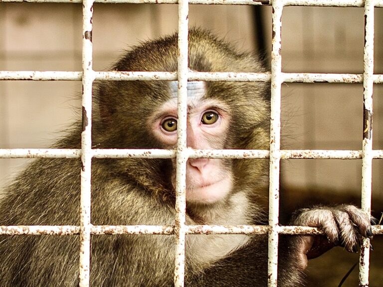 Sadistic Wisconsin Resident Kenneth Herrera Has Been Prosecuted For Paying Video Operators Overseas To Film Monkeys Being Tortured