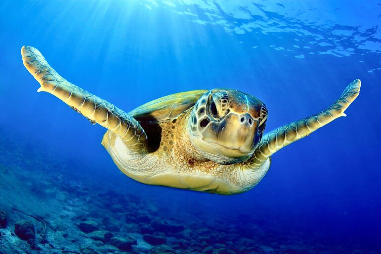 A Landmark Victory For Sea Turtles As Enhanced Protection Of Their Habitat Is Designated In The Atlantic Ocean