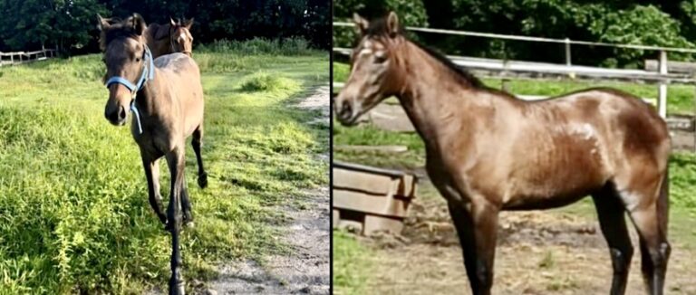 $25,000 REWARD! Manhunt For Horse Thieves Suspected Of Selling Horses On The Black Market For Human Consumption