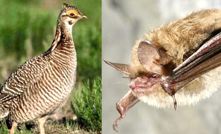 U.S. House & Senate Fails To Protect The Lesser Prairie-Chicken & Northern Long-Eared Bat Pushing Them Closer To Extinction