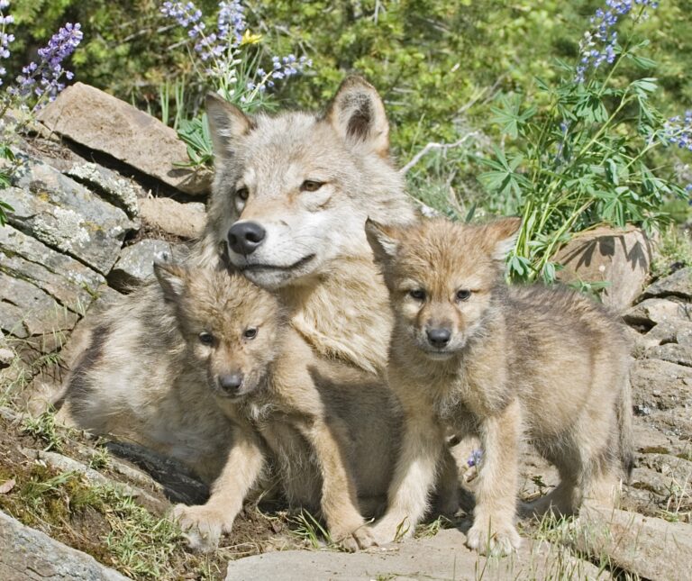 New Gray Wolf Pack Confirmed In California Gives Hope To The Species That Was Killed Off In The State In The 1920s