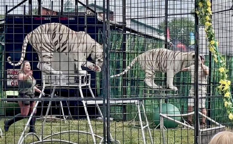 Stressed Tigers Forced To Perform At Carver County Fair In Minnesota; Take Action To End This!