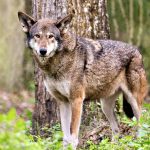 Red Wolf close-up profile view in the field looking at the camera, displaying brown fur, head, ears, eyes, nose, with a bokeh background in its environment and surrounding.