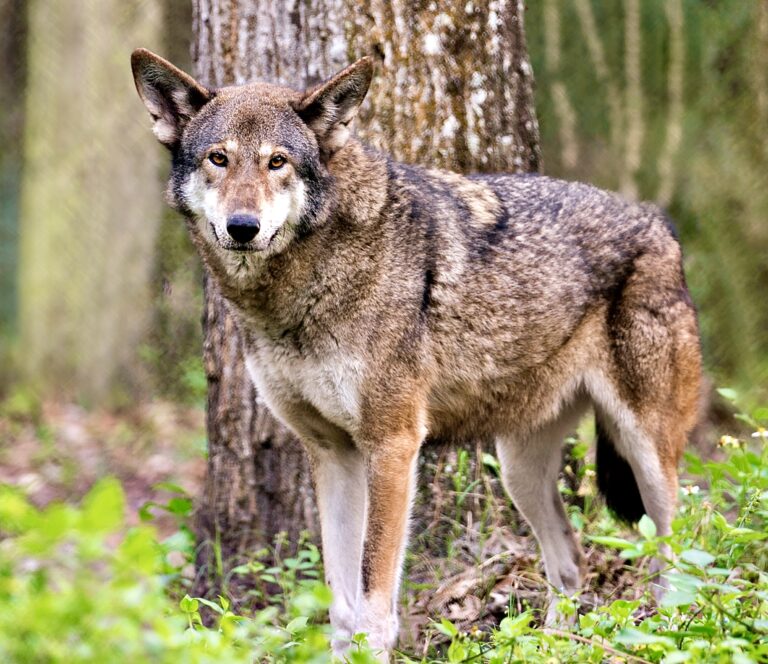 $15,000 Reward For Information On The Killing Of An Endangered Red Wolf In North Carolina; Only 13 Remain In The Wild