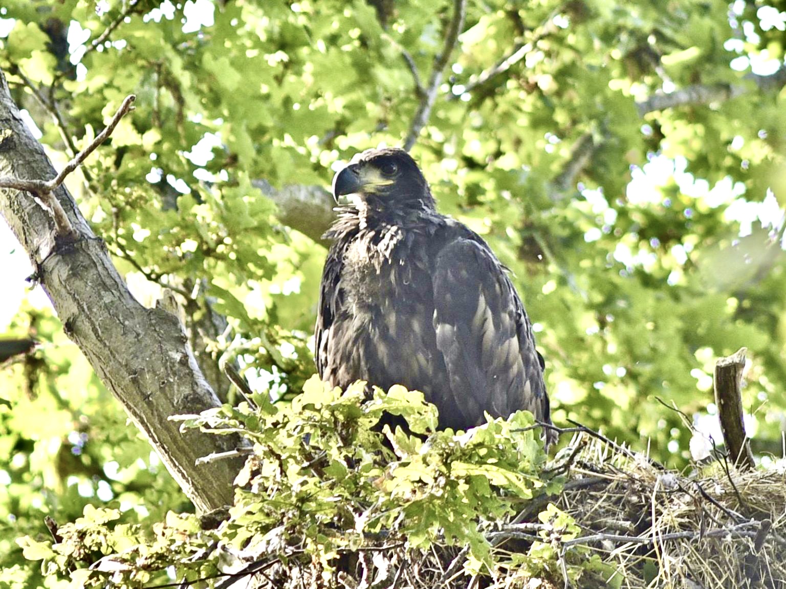 Britain's largest bird of prey the white-tailed eagle set to