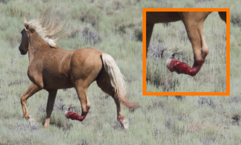 Lady Freethinker Takes Legal Action After 27 Wild Horses Were Rounded Up With Helicopters & Killed In Nevada