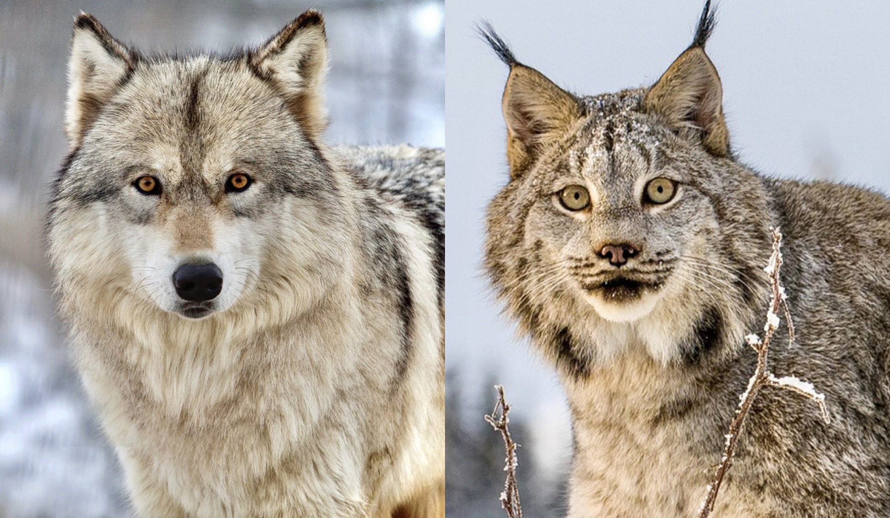 New Lawsuit Challenges Montana's Horrific Wolf Trapping Program That May  Also Harm Threatened Canadian Lynx - World Animal News