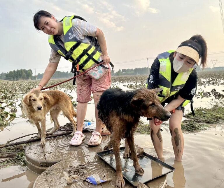 Animal Activists In China Save Hundreds Of Dogs & Cats From Drowning In The Country’s Disastrous Floods
