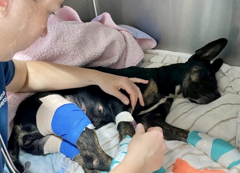 UPDATE! People & Animals Still Unaccounted For On Maui As Death Toll Continues To Rise