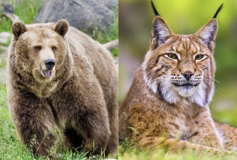 Lawsuit Launched To Protect Grizzlies & Lynx From Forest Clearcutting Project Near Yellowstone National Park