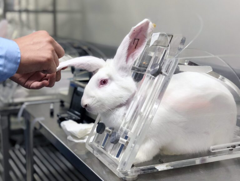 Bill To Ban Animal Testing For Cosmetics Has Been Reintroduced In The United States