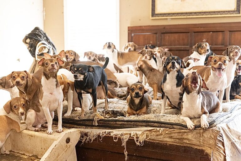 ASPCA Rescues Nearly 200 Neglected Dogs & Cats Living In Filthy Conditions In Louisiana