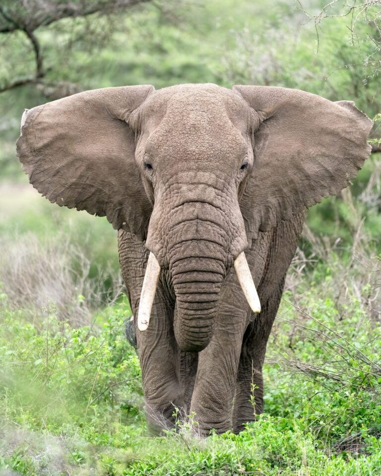 Elephant Unlawfully Shot Eight Times & Killed By A Trophy Hunter In South Africa