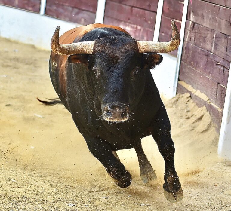 El Verger In Spain Announces Ban On Cruel ‘Tradition’ Of Setting Bulls’ Horns On Fire
