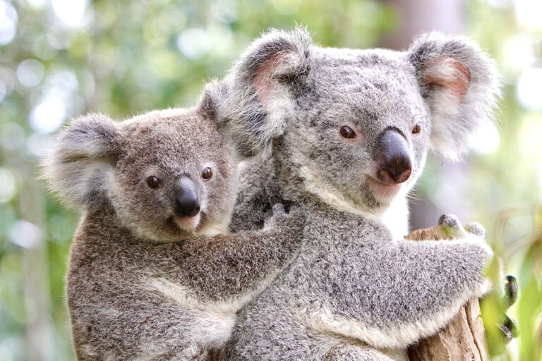 Victory! New South Wales Suspends Logging To Create Great Koala National Park To Protect Endangered Species