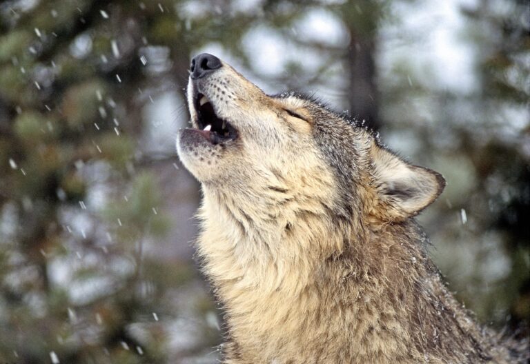 A Monumental Step Forward For Conservation As Wolves Will Be Reintroduced Into Colorado At The End Of 2023