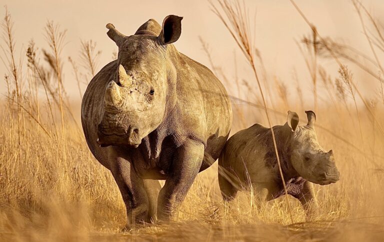 2,000 Southern White Rhino To Be Released Into The Wild Over The Next 10 Years Giving Hope To The Species