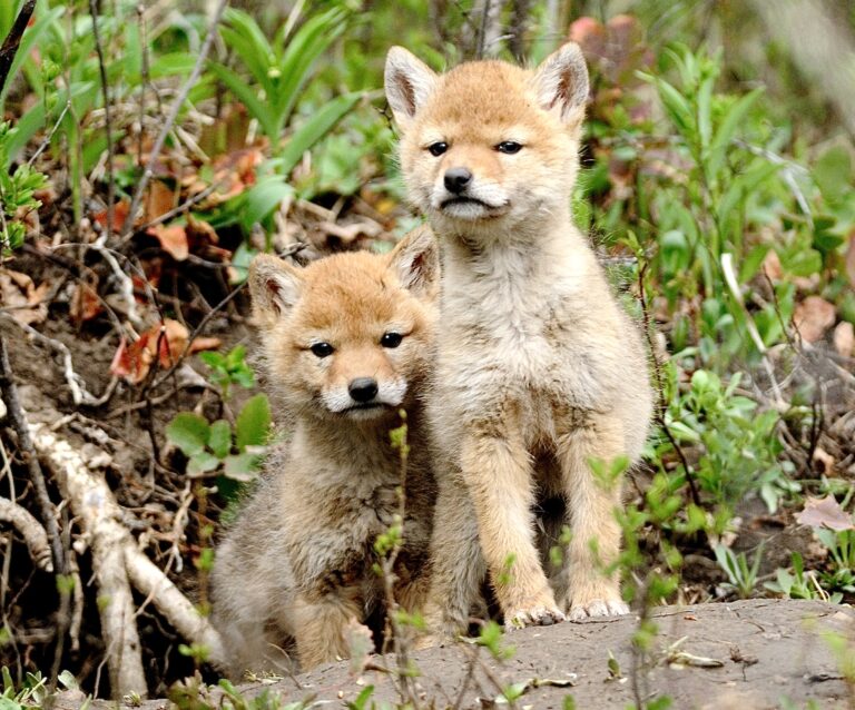 Victory! Oregon Becomes The 9th State To Ban Wildlife Killing Contests Following Washington, Arizona & California