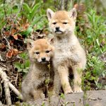 Coyote pups