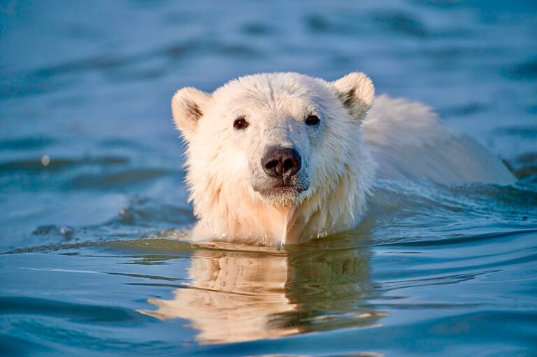 Biden Administration Cancels Arctic Oil Drilling On Millions Of Acres In Alaska’s Wildlife Refuge