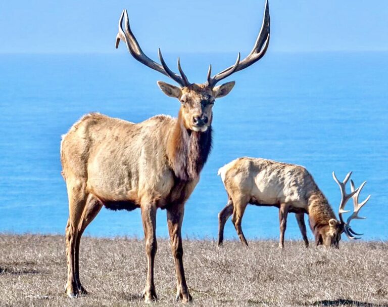 Help Protect Point Reyes Tule Elk Who Are Dying From Being Confined Behind Fencing To Appease Ranchers