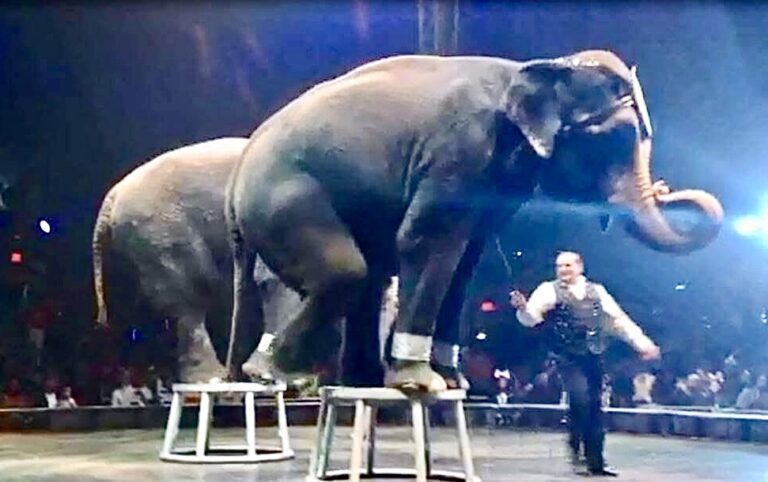 Victory! UniverSoul Circus Announces They Will No Longer Use Animals For Entertainment
