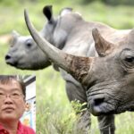 Rhino Horn King Pin