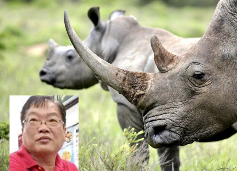 Notorious Wildlife Trafficker Teo Boon Ching Sentenced To 18 Months In Prison For Rhino Horn Trafficking