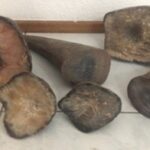 Rhino Horns2
