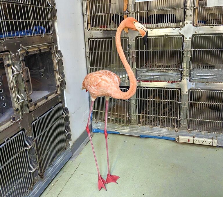 Flamingos Have Been Spotted From Florida To Ohio After Being Blown Off Course Due To Hurricane Idalia