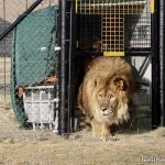 b2_ruben_emerges from travel crate at adiws