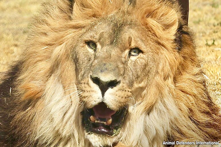 World’s Loneliest Lion Named Ruben, Who Was Abandoned At An Armenian Zoo, Arrives At His New Home In South Africa