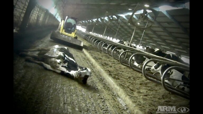 Animal Recovery Mission Exposes Horrific Abuse At Fair Oaks Farm Yet Again After Exposing Them In 2019