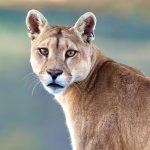 Closeup of a Wild Cougar (Puma concolor concolor)