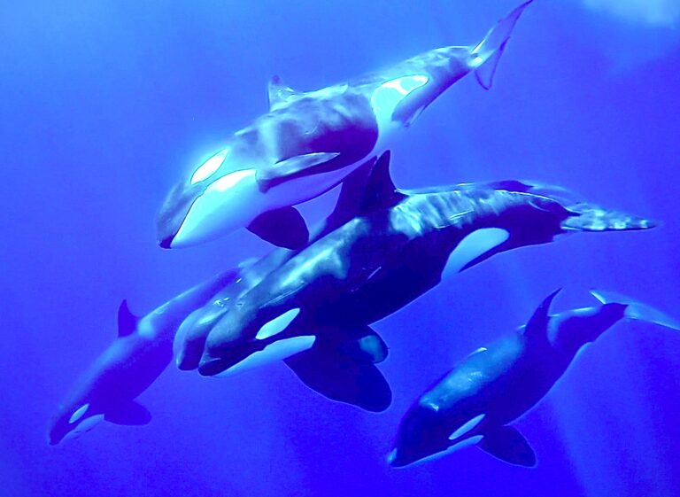 After 9 Orcas Were Found Dead This Summer, A Lawsuit Has Been Launched To Stop U.S. Fisheries’ Trawl Nets From Killing More Orcas
