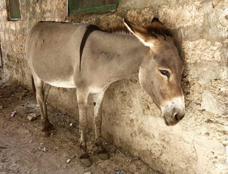 The Ejiao Act Has Been Reintroduced In The U.S. To Protect Donkeys By Banning The Sale Of Donkey-Hide Gelatin