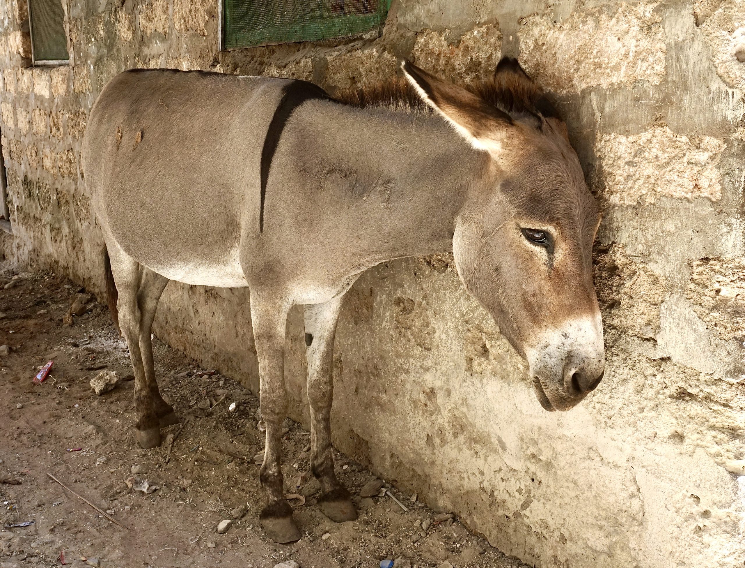 The Ejiao Act Has Been Reintroduced In The U.S. To Protect Donkeys By  Banning The Sale Of Donkey-Hide Gelatin - World Animal News