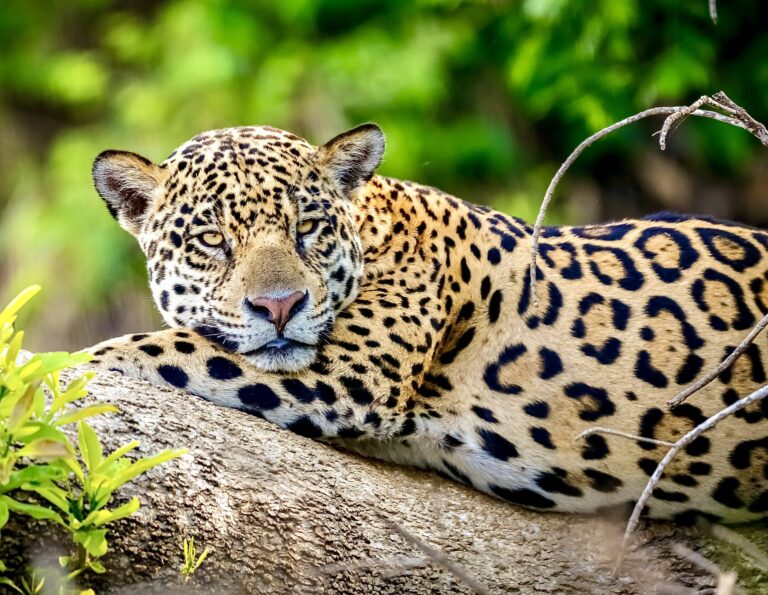 Investigation Into Meat Giant JBS Exposes Links To Illegal Deforestation Of Indigenous Land & Critical Wildlife Habitat In Brazil