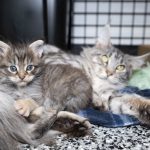 VA Cat Breeder Rescue at Care Center